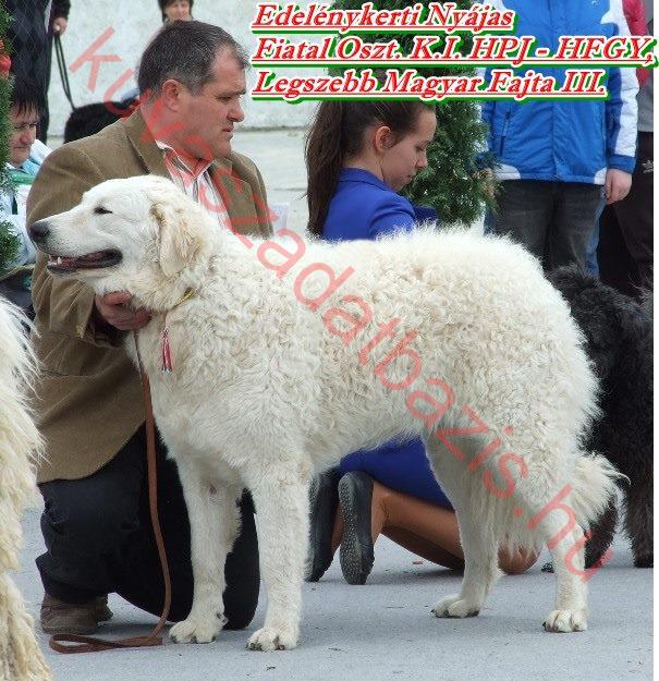 Edelény Kerti Nyájas, MET.Ku.9270/13