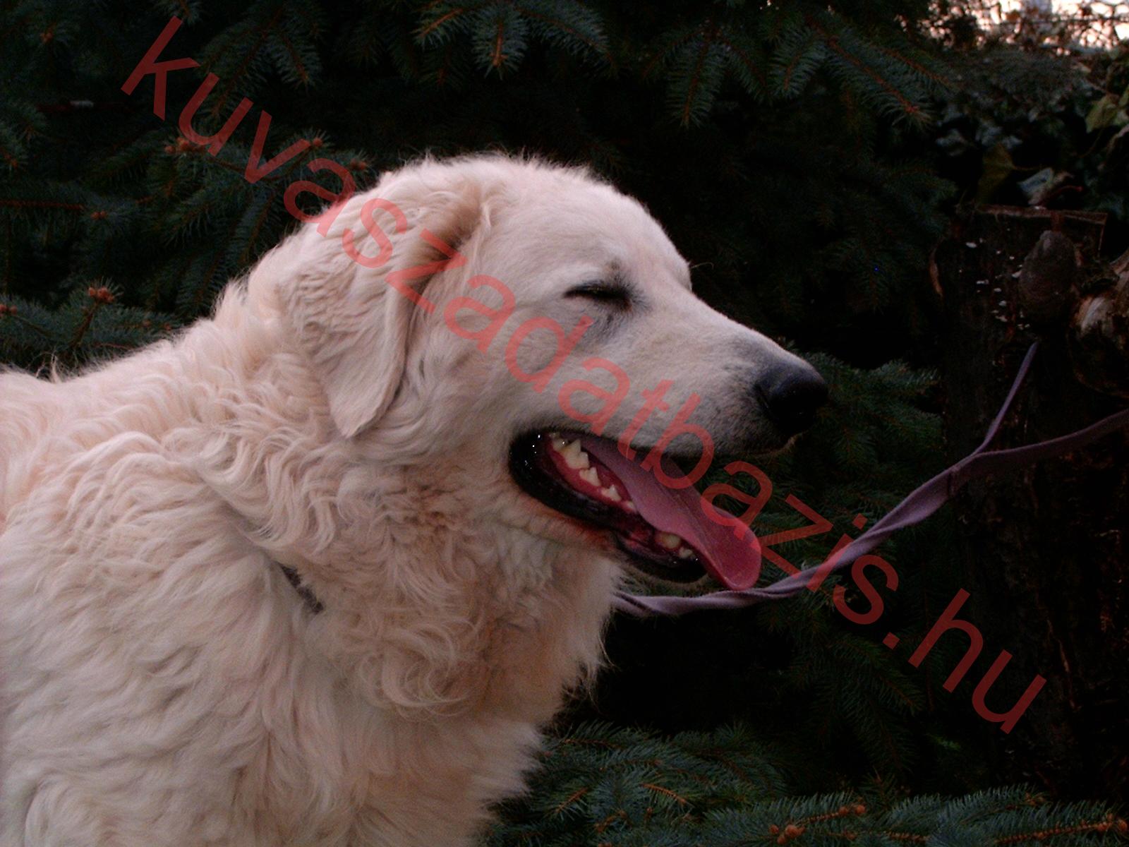 Hun-Zazholm Jágó, MET.Ku.7836/06