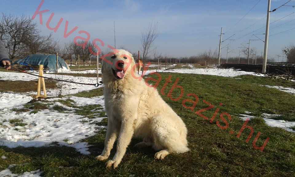 Alpokalja Büszke Őre Ficsúr, MET.Ku.8955/11